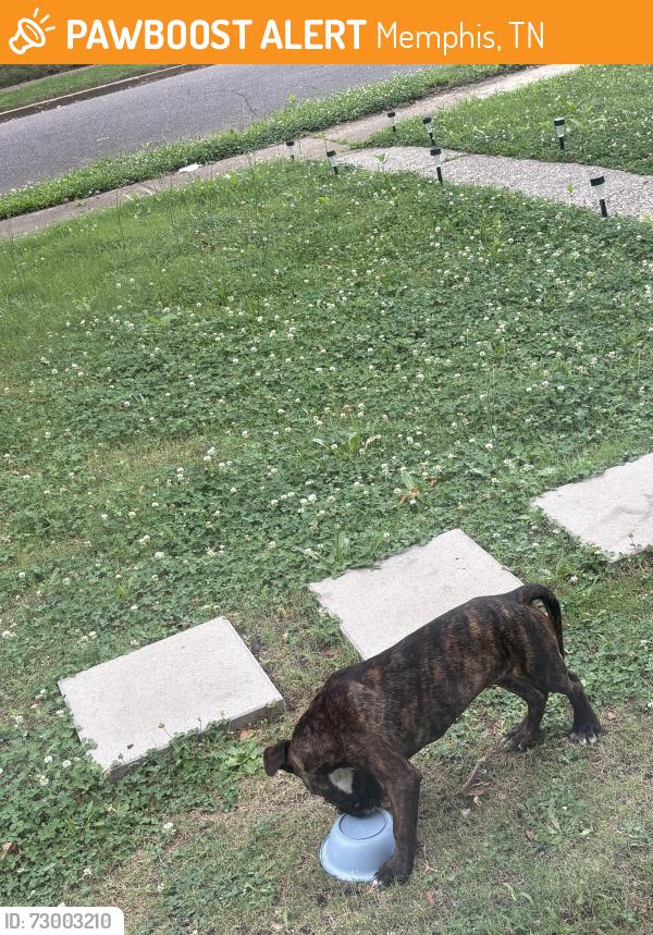 Found/Stray Male Dog last seen Alcy st, Memphis, TN 38103