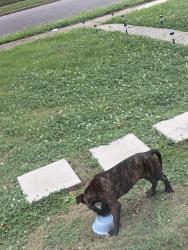 Found/Stray Male Dog last seen Alcy st, Memphis, TN 38103