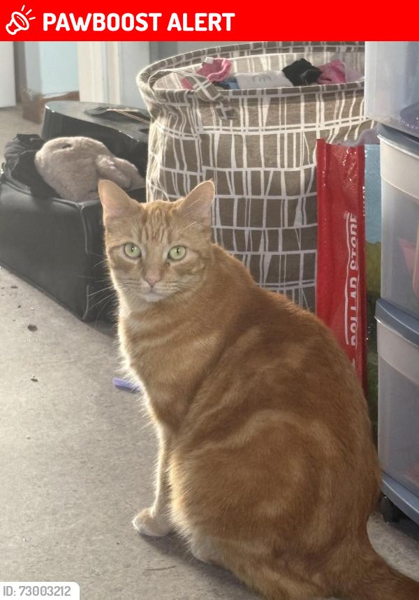 Lost Male Cat last seen Ward one Park, New Glasgow, NS B2H 3Z6