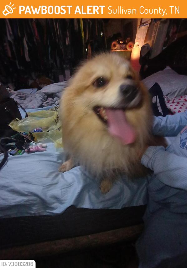 Found/Stray Male Dog last seen End of central heights road , going onto 11 W highway, Sullivan County, TN 37617