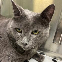 Shelter Stray Male Cat last seen , Animal Care & Control Team of Philly, 111 W Hunting Park Ave, Philadelphia, PA 19140, USA