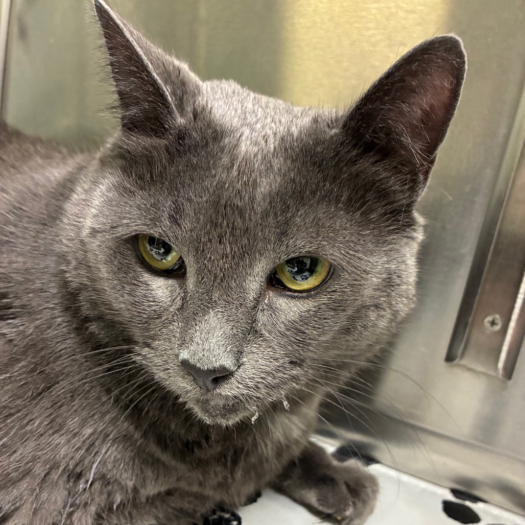 Shelter Stray Male Cat last seen , Animal Care & Control Team of Philly, 111 W Hunting Park Ave, Philadelphia, PA 19140, USA