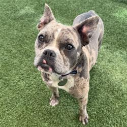 Shelter Stray Female Dog last seen , 3612 11th Ave, Los Angeles, CA 90018, USA