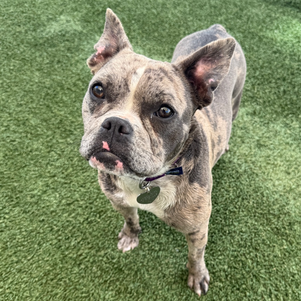 Shelter Stray Female Dog last seen , 3612 11th Ave, Los Angeles, CA 90018, USA