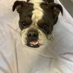 Shelter Stray Female Dog last seen , 4575 E Mesquite Ave, Palm Springs, CA 92264, USA