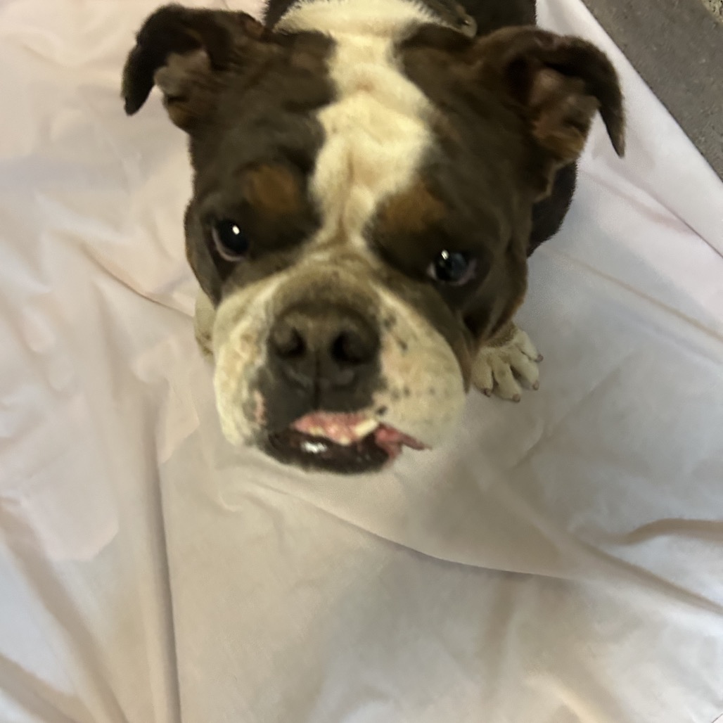 Shelter Stray Female Dog last seen , 4575 E Mesquite Ave, Palm Springs, CA 92264, USA