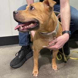 Shelter Stray Female Dog last seen , 3607 N Armenia Ave, Tampa, FL 33607, USA