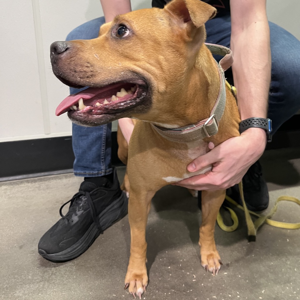 Shelter Stray Female Dog last seen , 3607 N Armenia Ave, Tampa, FL 33607, USA