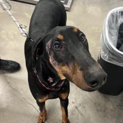 Shelter Stray Male Dog last seen , 3607 N Armenia Ave, Tampa, FL 33607, USA