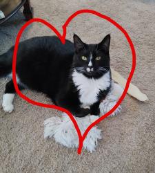 Lost Male Cat last seen Breckenridge & Chrisof Ct. Montrose MN 55363, Montrose, MN 55363