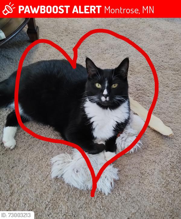Lost Male Cat last seen Breckenridge & Chrisof Ct. Montrose MN 55363, Montrose, MN 55363