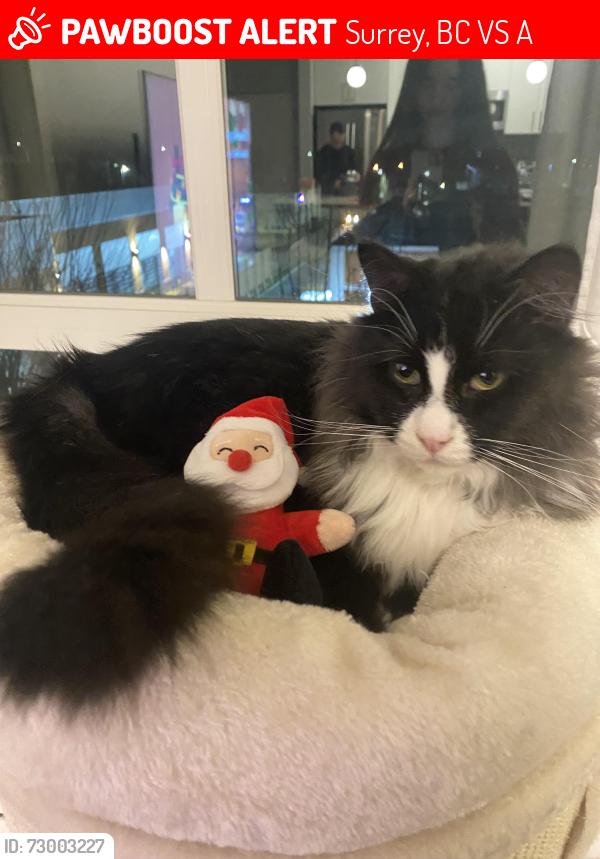 Lost Male Cat last seen Panorama Crossing , Surrey, BC V3S 0A8