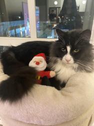 Lost Male Cat last seen Panorama Crossing , Surrey, BC V3S 0A8
