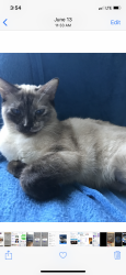 Lost Female Cat last seen Near s Sepulveda blv/1100 W palm  la ca coffe/bean , Los Angeles, CA 90034