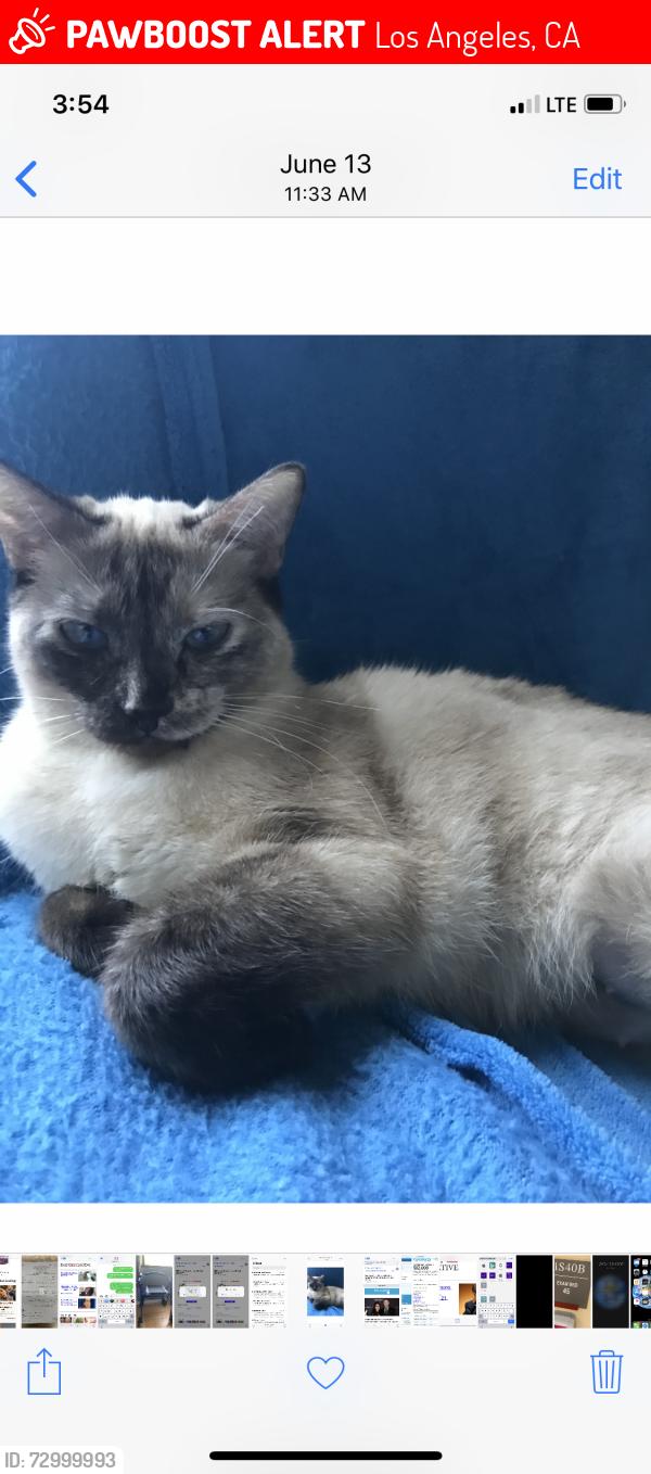 Lost Female Cat last seen Near s Sepulveda blv/1100 W palm  la ca coffe/bean , Los Angeles, CA 90034