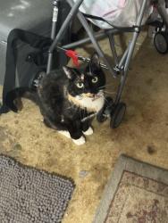 Reunited Female Cat last seen Near S Plum Street, Mount Joy, Mount Joy, PA 17552