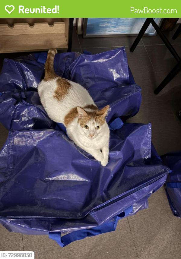 Reunited Male Cat last seen Banyon Creek Elementary School, Delray Beach, FL 33445