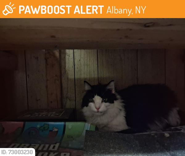 Found/Stray Male Cat last seen Crown Terrace, Albany, NY 12209