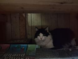 Found/Stray Male Cat last seen Crown Terrace, Albany, NY 12209