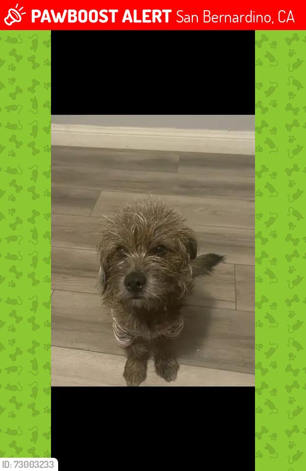 Lost Male Dog last seen Crestview , San Bernardino, CA 92404