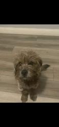 Lost Male Dog last seen Crestview , San Bernardino, CA 92404