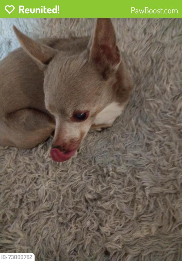 Reunited Male Dog last seen Hwy 66 Waxahachie , Waxahachie, TX 75167