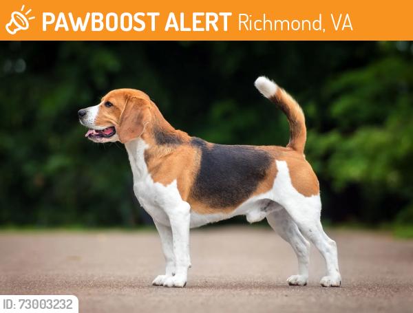 Found/Stray Unknown Dog last seen On hicks rd, Richmond, VA 23235