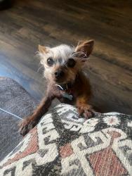 Reunited Female Dog last seen Clearmont, Mansfield, TX 76063
