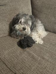 Lost Male Dog last seen Silverfeather , San Antonio, TX 78254