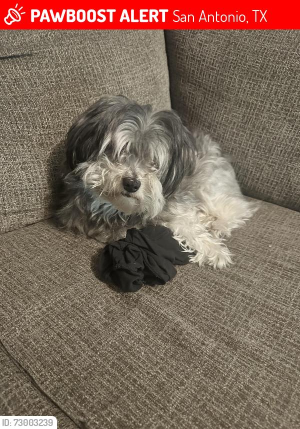 Lost Male Dog last seen Silverfeather , San Antonio, TX 78254