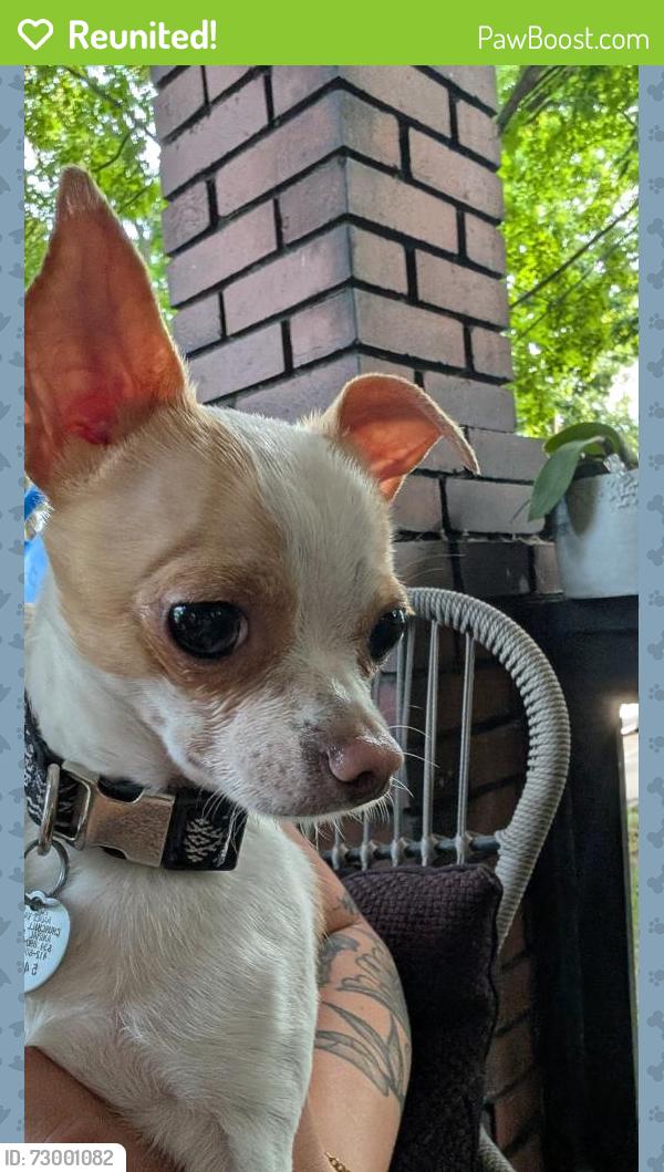 Reunited Male Dog last seen Demmer Avenue , Forest Hills, PA 15112