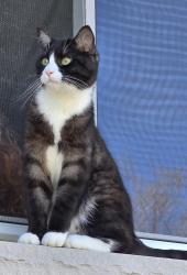 Lost Male Cat last seen Taunton and Simcoe , Oshawa, ON L1G