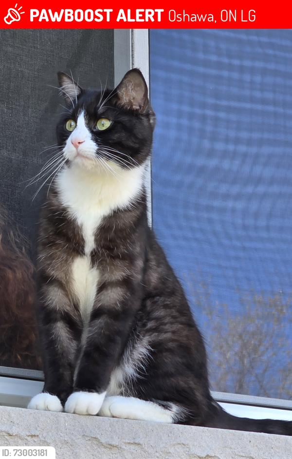 Lost Male Cat last seen Taunton and Simcoe , Oshawa, ON L1G
