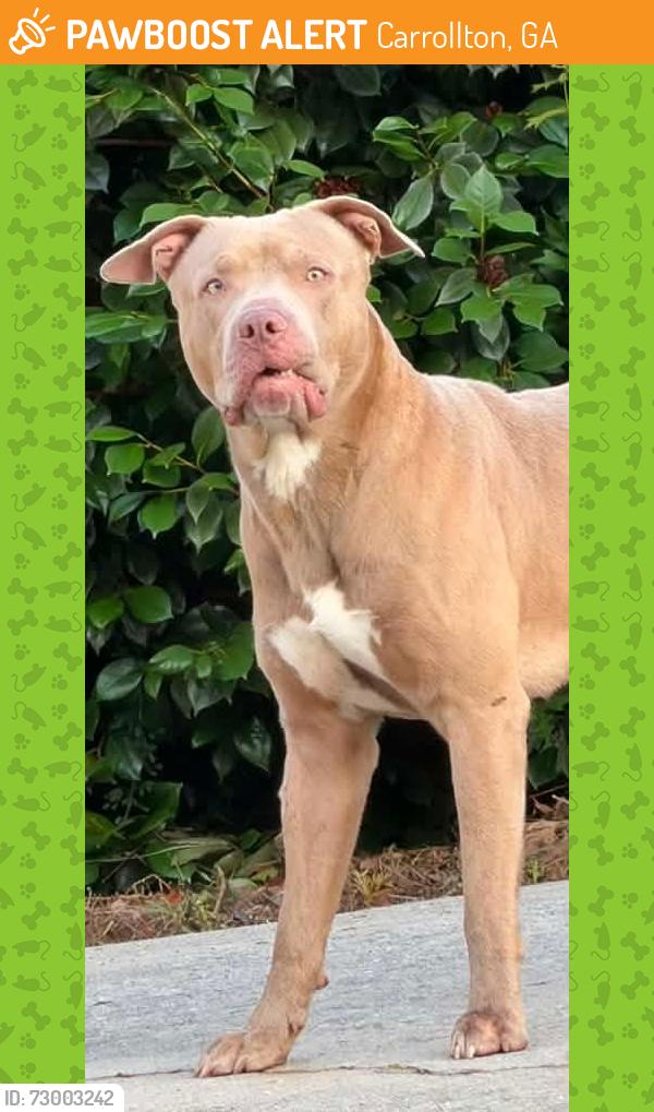 Found/Stray Male Dog last seen Northside drive/providence drive, Carrollton, GA 30117