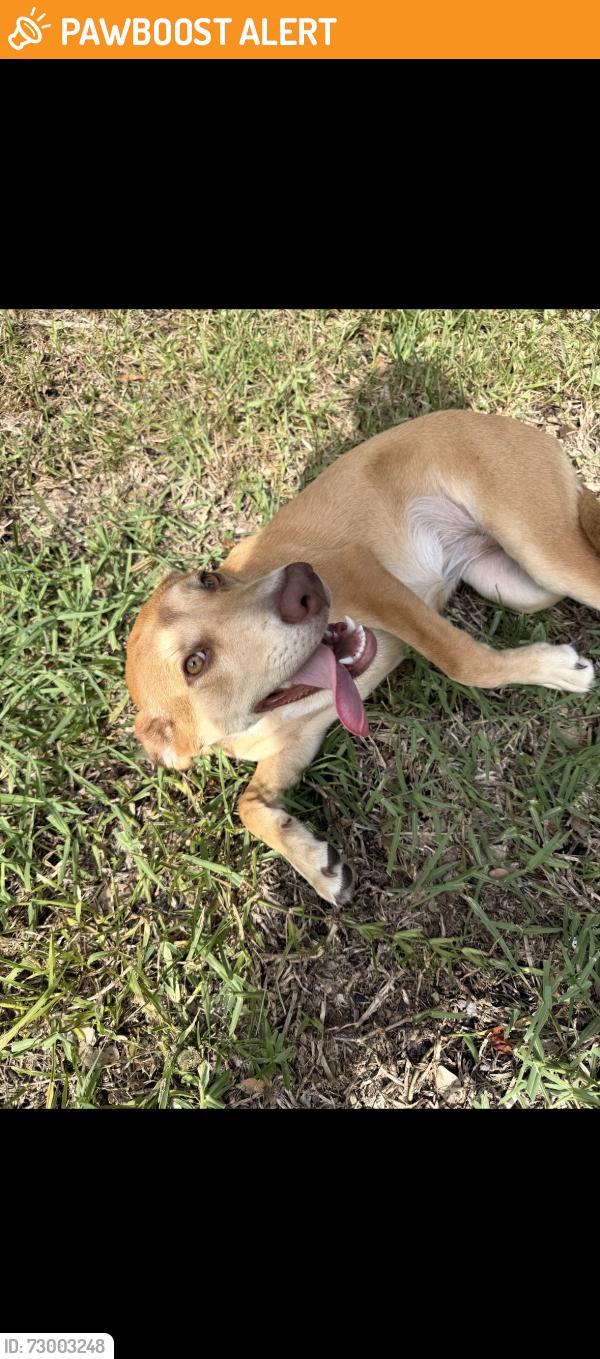 Found/Stray Unknown Dog last seen Lake jessup woods subdivision , Seminole County, FL 32773