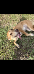 Found/Stray Unknown Dog last seen Lake jessup woods subdivision , Seminole County, FL 32773