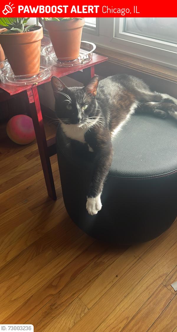Lost Male Cat last seen 31st st & kolin , Chicago, IL 60623
