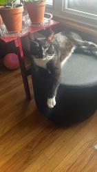Lost Male Cat last seen 31st st & kolin , Chicago, IL 60623