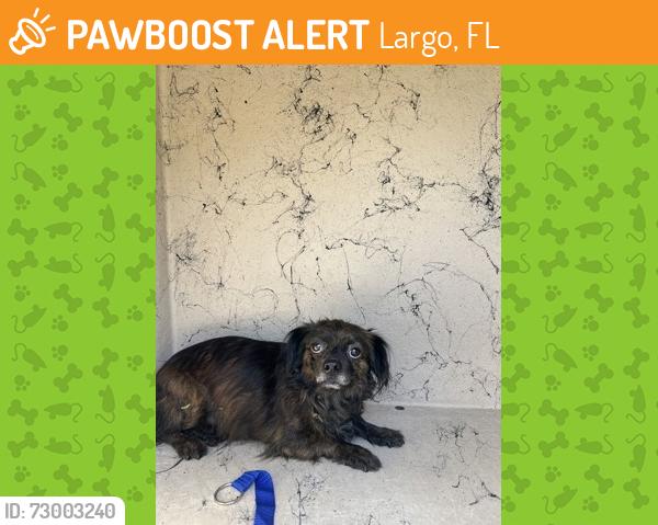 Found/Stray Unknown Dog last seen Mcmullen imperial , Largo, FL 33771