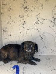 Found/Stray Unknown Dog last seen Mcmullen imperial , Largo, FL 33771