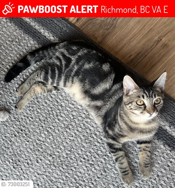 Lost Female Cat last seen Williams and S road , Richmond, BC V7A 3E9