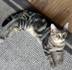 Lost Female Cat last seen Williams and S road , Richmond, BC V7A 3E9