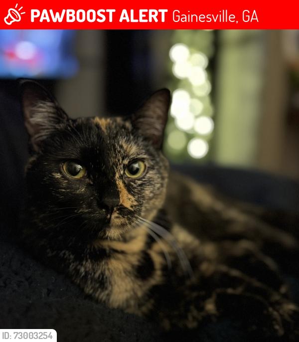 Lost Female Cat last seen Burns dr , Gainesville, GA 30501