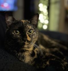 Lost Female Cat last seen Burns dr , Gainesville, GA 30501