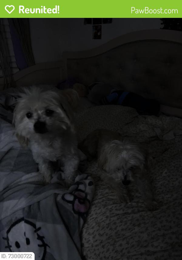 Reunited Male Dog last seen Near O'Melveny Ave, San Fernando, CA 91340, USA, San Fernando, CA 91340