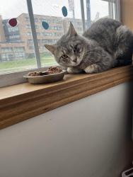 Found/Stray Male Cat last seen Wilbur’s Wares Thrift Store , Minneapolis, MN 55412