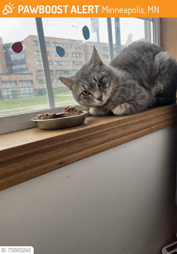 Found/Stray Male Cat last seen Wilbur’s Wares Thrift Store , Minneapolis, MN 55412
