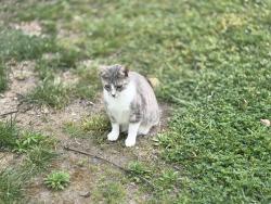 Lost Female Cat last seen Amber street , Chula Vista, CA 91911