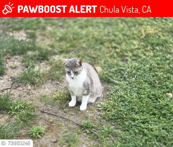 Lost Female Cat last seen Amber street , Chula Vista, CA 91911