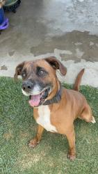 Reunited Male Dog last seen Near Lakewood high school , Lakewood, CA 90713